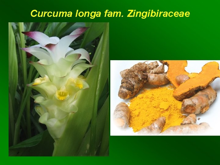 Curcuma longa fam. Zingibiraceae 