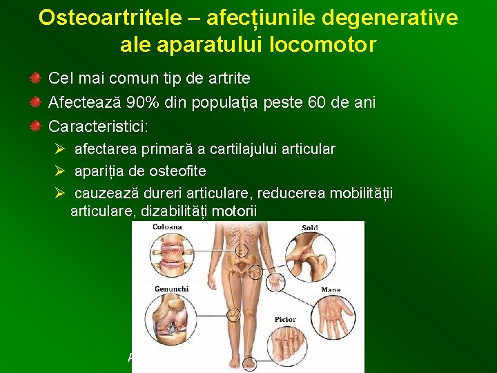 Osteoartritele – afecțiunile degenerative ale aparatului locomotor Cel mai comun tip de artrite Afectează