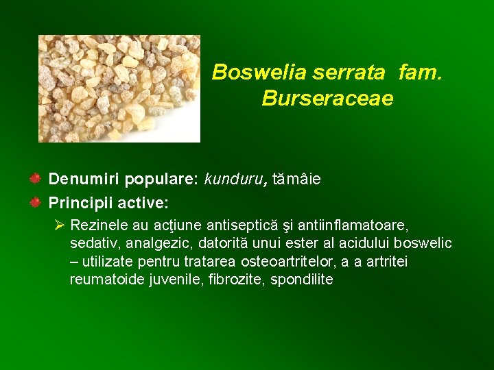 Boswelia serrata fam. Burseraceae Denumiri populare: kunduru, tămâie Principii active: Ø Rezinele au acţiune