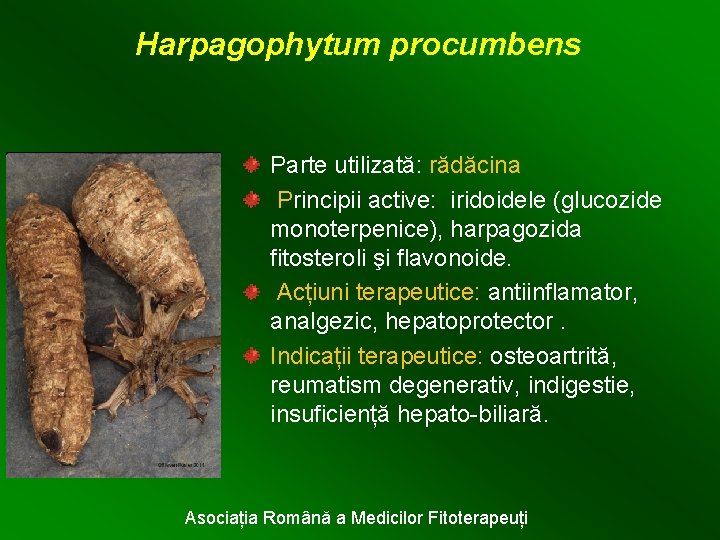 Harpagophytum procumbens Parte utilizată: rădăcina Principii active: iridoidele (glucozide monoterpenice), harpagozida fitosteroli şi flavonoide.