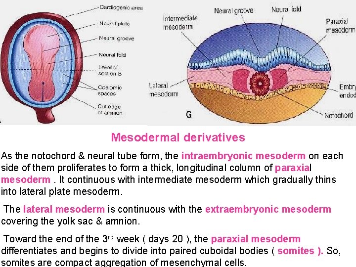 Mesodermal derivatives As the notochord & neural tube form, the intraembryonic mesoderm on each