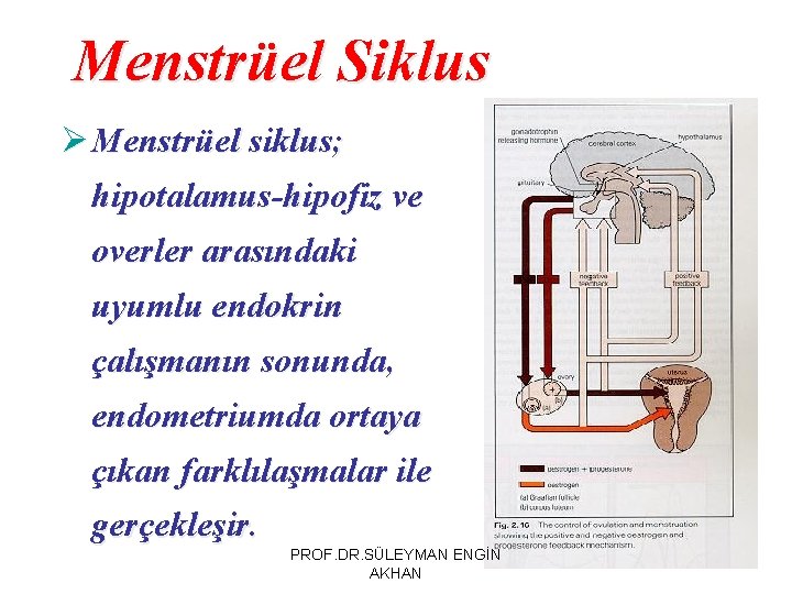 Menstrüel Siklus Ø Menstrüel siklus; hipotalamus-hipofiz ve overler arasındaki uyumlu endokrin çalışmanın sonunda, endometriumda