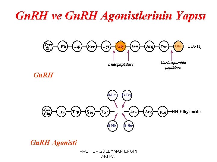 Gn. RH ve Gn. RH Agonistlerinin Yapısı Pyro Glu His Trp Ser Tyr Leu