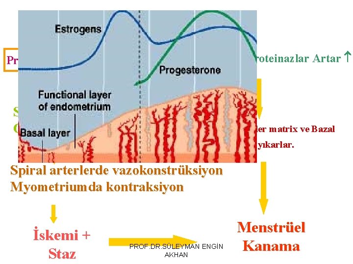 Gebelik yok ise Progesteron ve Östrojen Düşer Stromal hüc: Endotelin-1 Glandüler hüc: PG-F 2