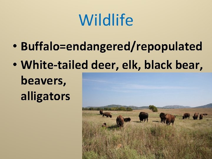 Wildlife • Buffalo=endangered/repopulated • White-tailed deer, elk, black bear, beavers, alligators 
