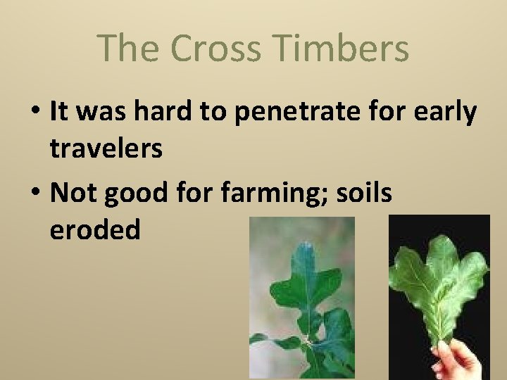 The Cross Timbers • It was hard to penetrate for early travelers • Not