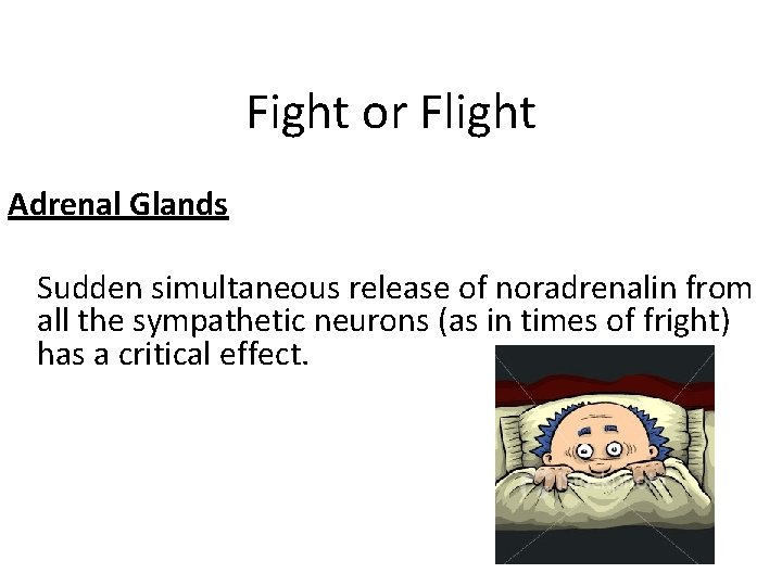 Fight or Flight Adrenal Glands Sudden simultaneous release of noradrenalin from all the sympathetic