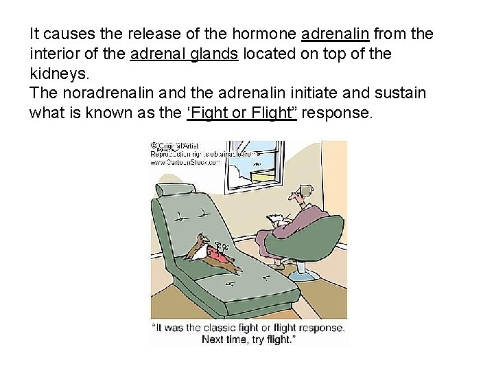 It causes the release of the hormone adrenalin from the interior of the adrenal