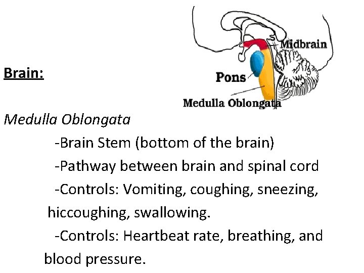 Brain: Medulla Oblongata -Brain Stem (bottom of the brain) -Pathway between brain and spinal