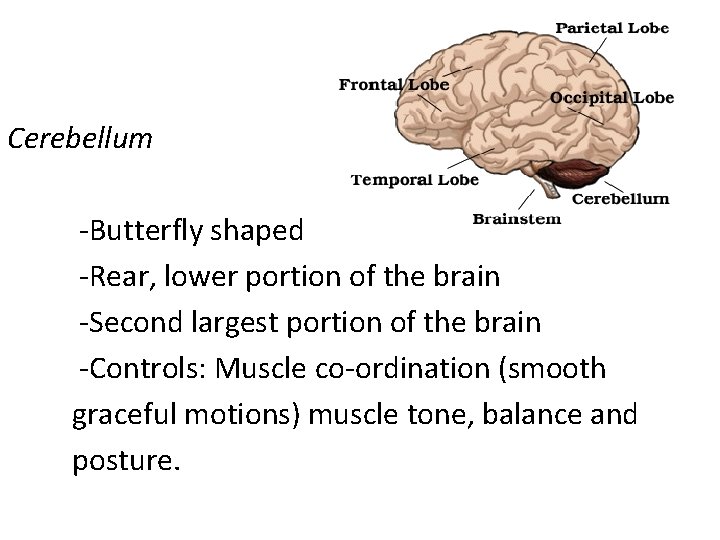 Cerebellum -Butterfly shaped -Rear, lower portion of the brain -Second largest portion of the