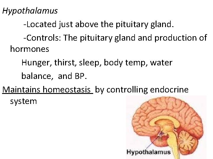 Hypothalamus -Located just above the pituitary gland. -Controls: The pituitary gland production of hormones