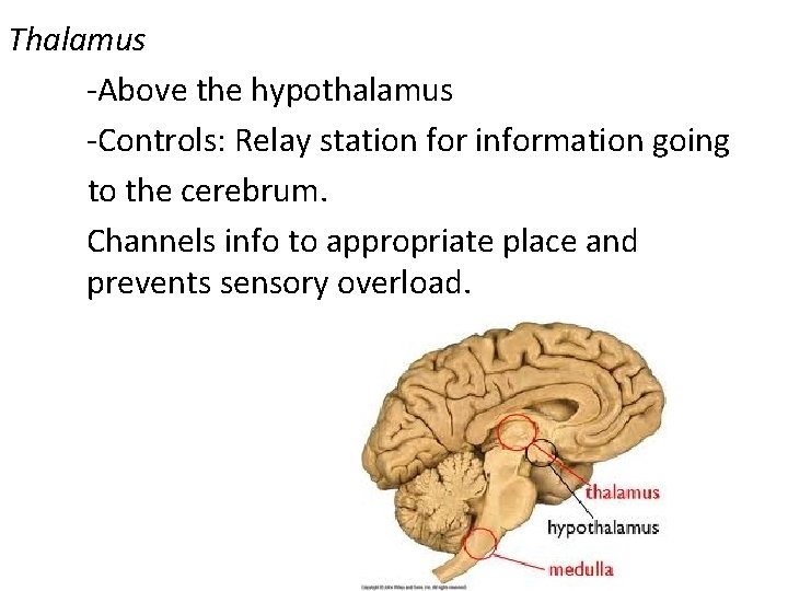 Thalamus -Above the hypothalamus -Controls: Relay station for information going to the cerebrum. Channels