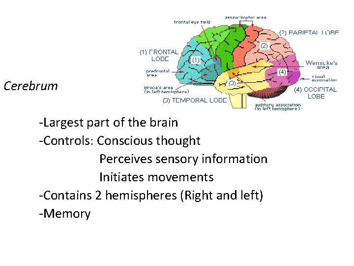 Cerebrum -Largest part of the brain -Controls: Conscious thought Perceives sensory information Initiates movements