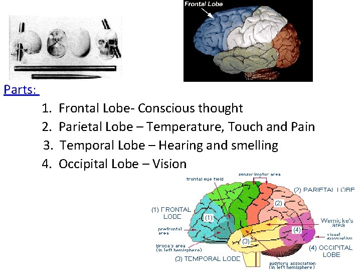 Parts: 1. 2. 3. 4. Frontal Lobe- Conscious thought Parietal Lobe – Temperature, Touch