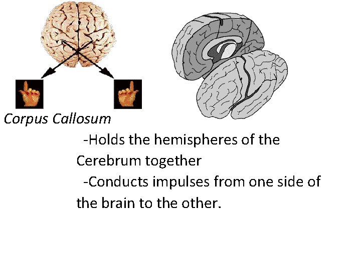Corpus Callosum -Holds the hemispheres of the Cerebrum together -Conducts impulses from one side