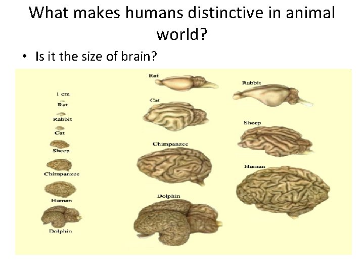 What makes humans distinctive in animal world? • Is it the size of brain?