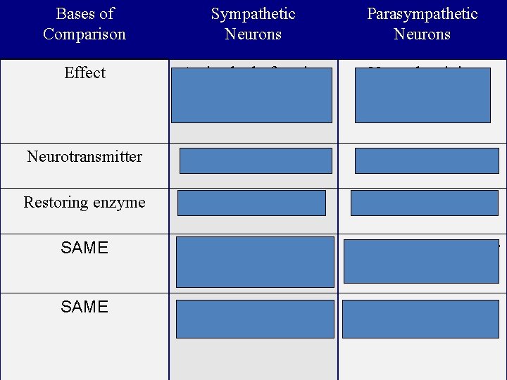 Bases of Comparison Sympathetic Neurons Parasympathetic Neurons Effect Active body function “fight or flight”
