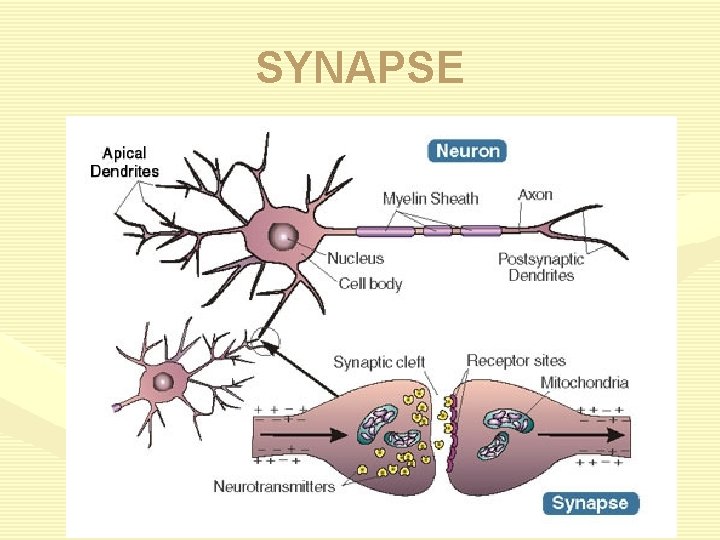 SYNAPSE 