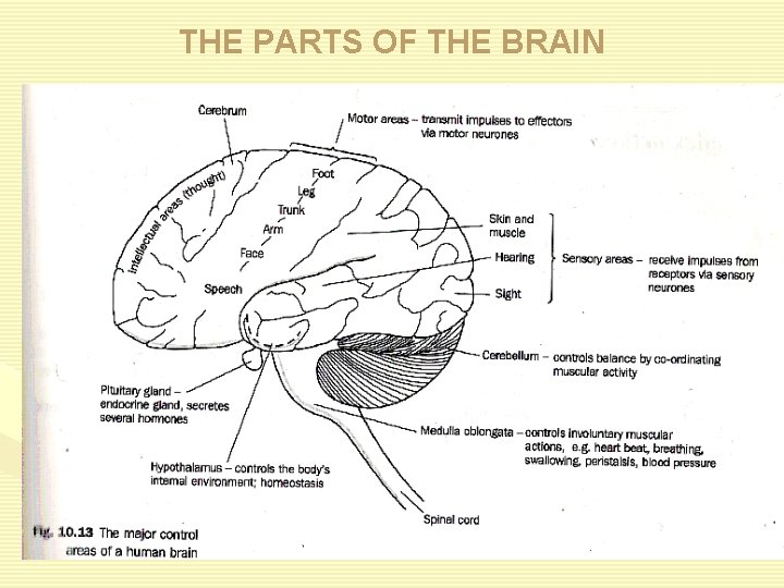 THE PARTS OF THE BRAIN 