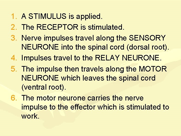 1. A STIMULUS is applied. 2. The RECEPTOR is stimulated. 3. Nerve impulses travel