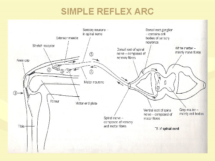 SIMPLE REFLEX ARC 