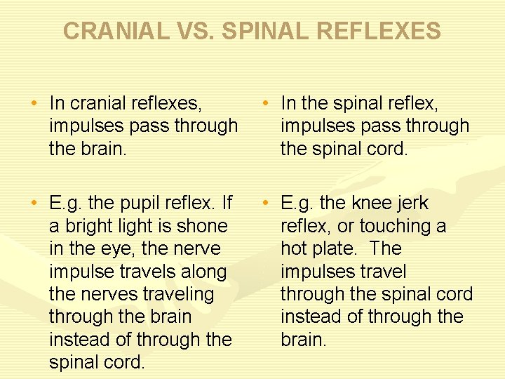 CRANIAL VS. SPINAL REFLEXES • In cranial reflexes, impulses pass through the brain. •