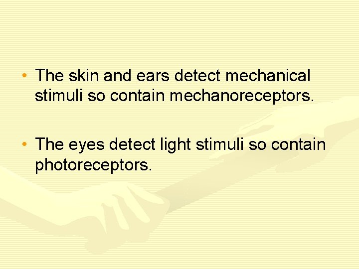  • The skin and ears detect mechanical stimuli so contain mechanoreceptors. • The