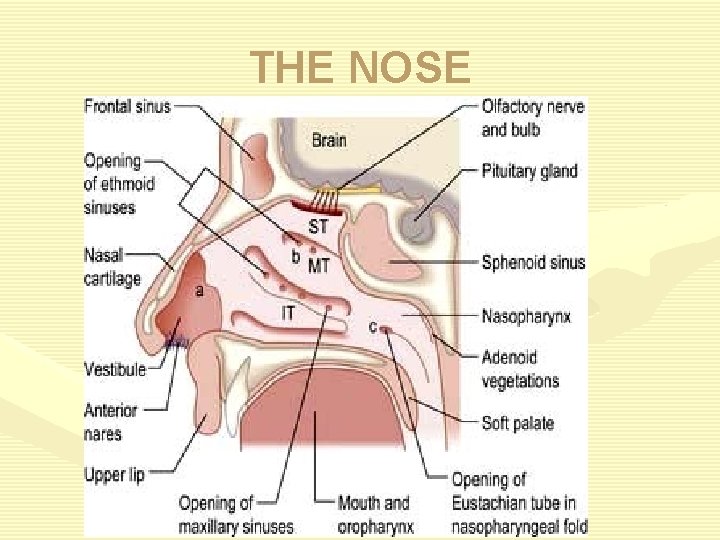 THE NOSE 