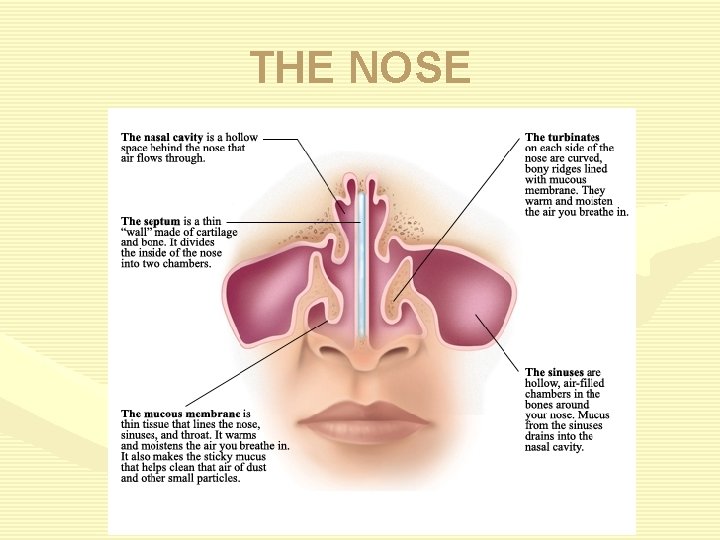 THE NOSE 