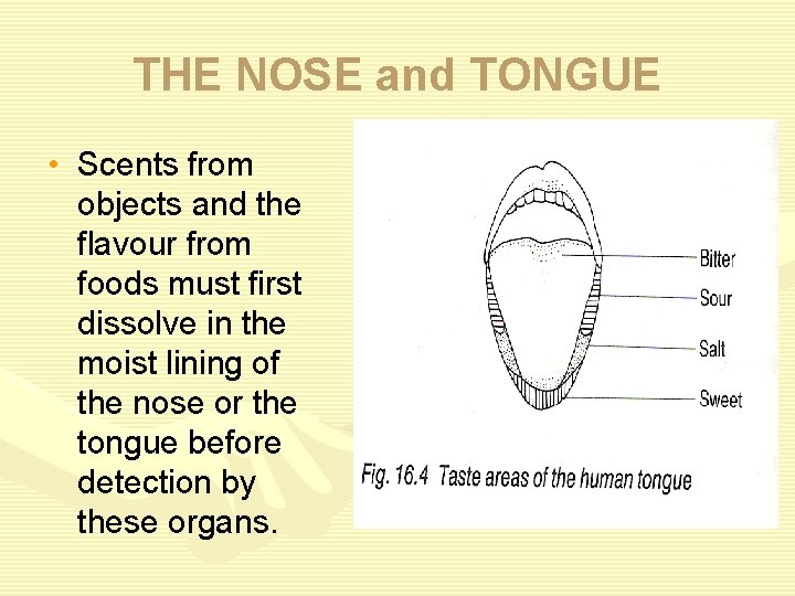 THE NOSE and TONGUE • Scents from objects and the flavour from foods must