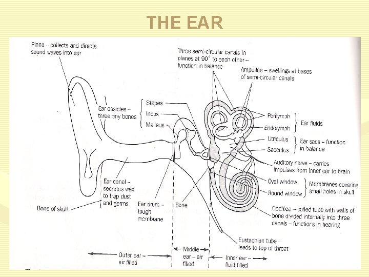THE EAR 