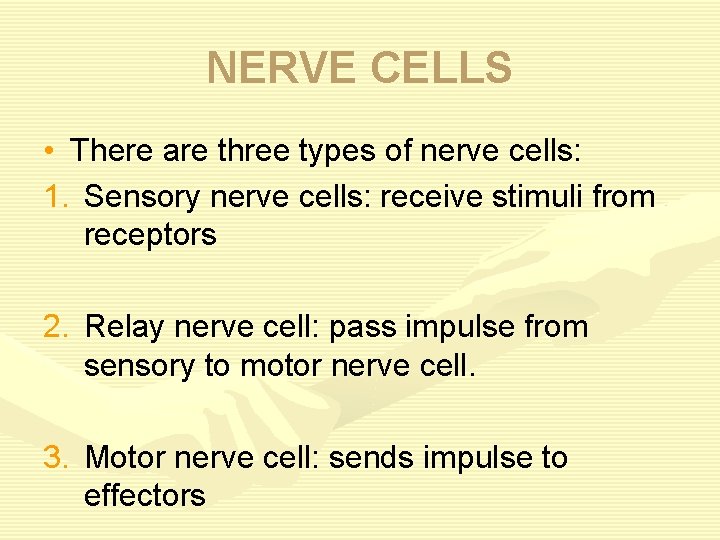 NERVE CELLS • There are three types of nerve cells: 1. Sensory nerve cells: