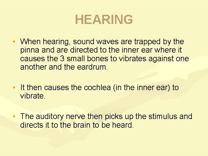 HEARING • When hearing, sound waves are trapped by the pinna and are directed