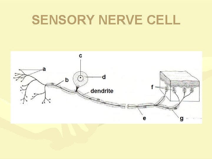 SENSORY NERVE CELL 