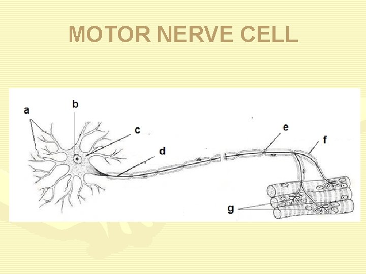 MOTOR NERVE CELL 