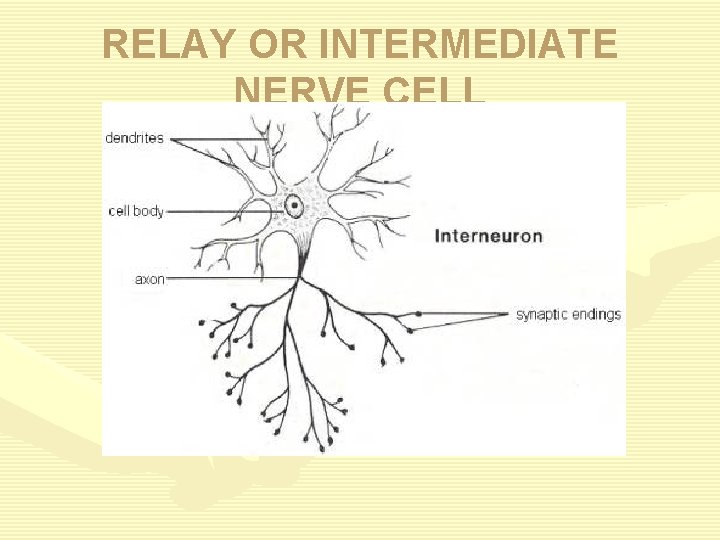 RELAY OR INTERMEDIATE NERVE CELL 