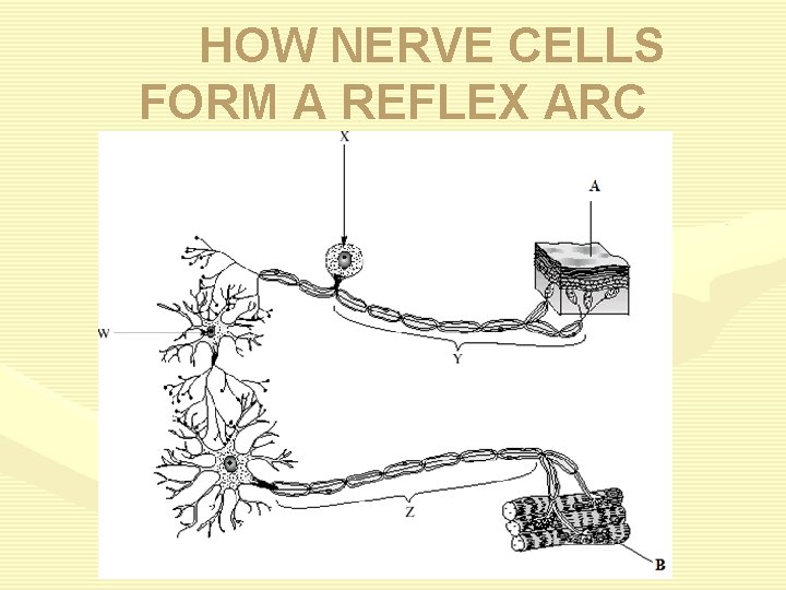HOW NERVE CELLS FORM A REFLEX ARC 