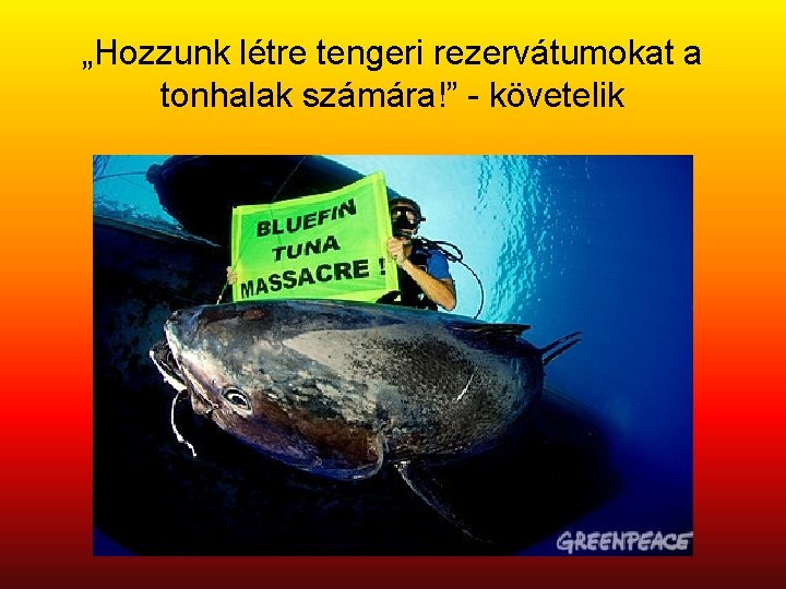 „Hozzunk létre tengeri rezervátumokat a tonhalak számára!” - követelik 