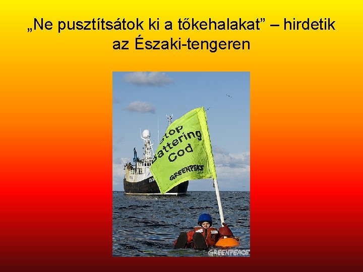 „Ne pusztítsátok ki a tőkehalakat” – hirdetik az Északi-tengeren 