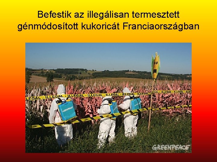 Befestik az illegálisan termesztett génmódosított kukoricát Franciaországban 