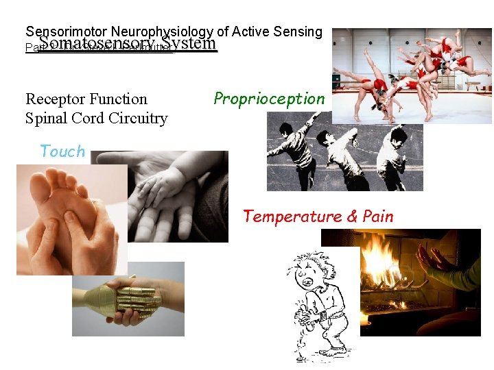 Sensorimotor Neurophysiology of Active Sensing Somatosensory System Part 2: Dr. Steve I. Perlmutter Receptor