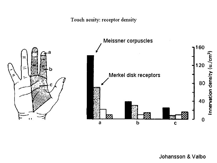 Touch acuity: receptor density Meissner corpuscles Merkel disk receptors Johansson & Valbo 