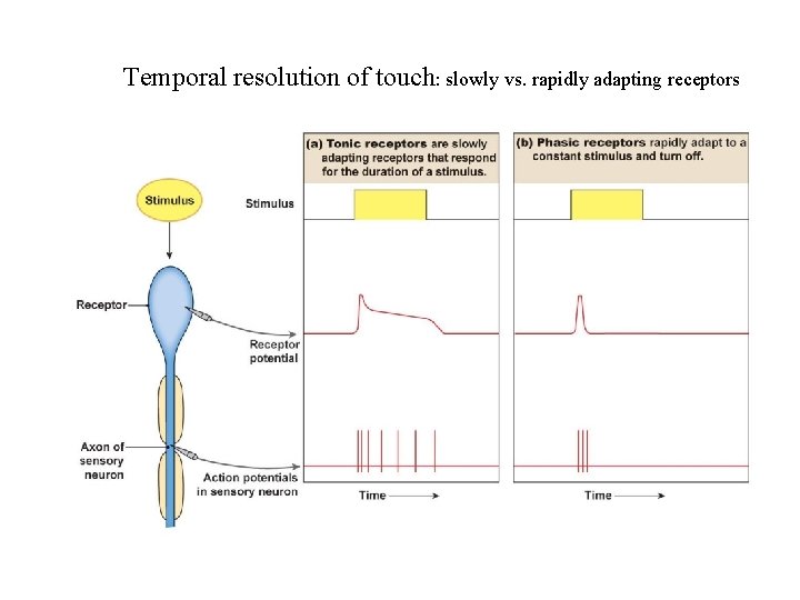 Temporal resolution of touch: slowly vs. rapidly adapting receptors 