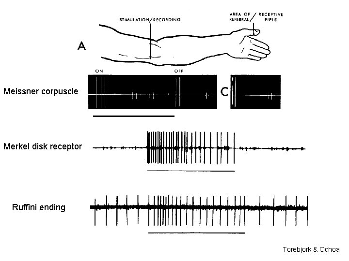 Meissner corpuscle Merkel disk receptor Ruffini ending Torebjork & Ochoa 