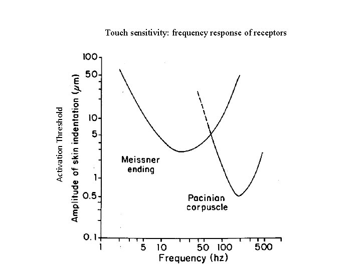 Activation Threshold Touch sensitivity: frequency response of receptors 