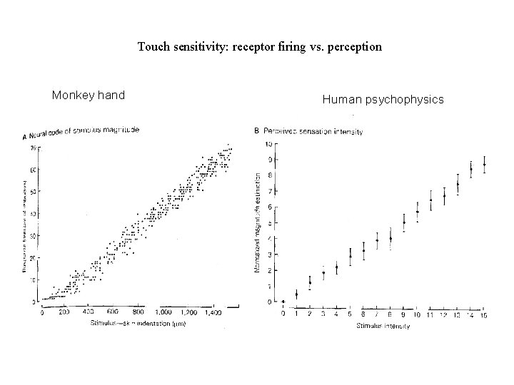 Touch sensitivity: receptor firing vs. perception Monkey hand Human psychophysics 