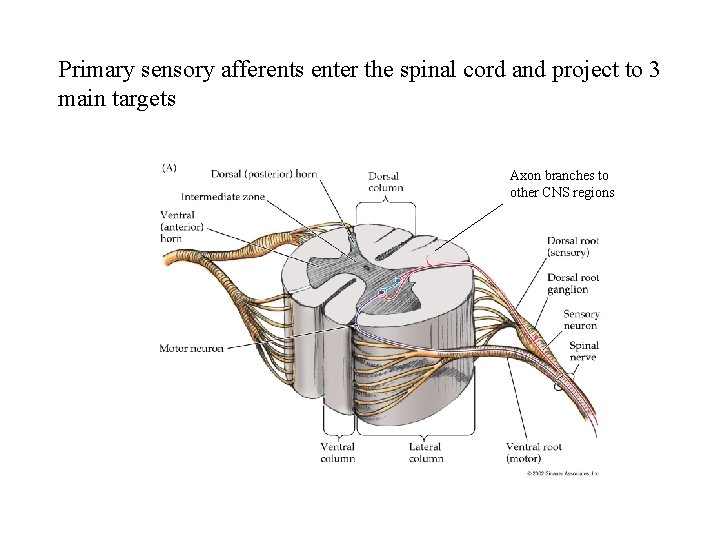 Primary sensory afferents enter the spinal cord and project to 3 main targets Axon