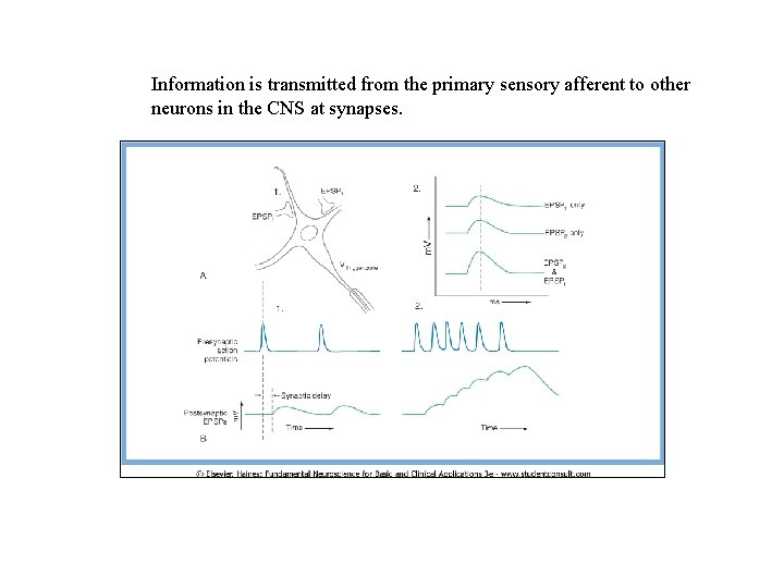 Information is transmitted from the primary sensory afferent to other neurons in the CNS