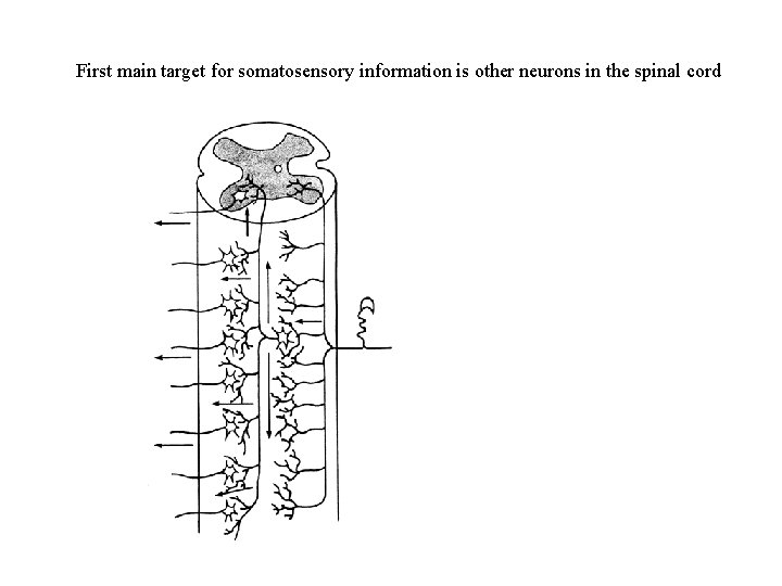 First main target for somatosensory information is other neurons in the spinal cord 