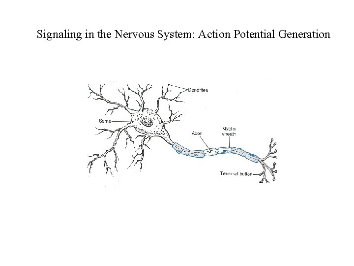 Signaling in the Nervous System: Action Potential Generation 